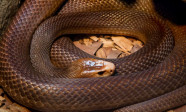 Australia_Zoo_Brown_Snake-1_(9499371329)