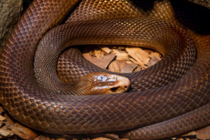 Australia_Zoo_Brown_Snake-1_(9499371329)